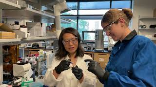 Lithium Extraction Using Chemical Engineering