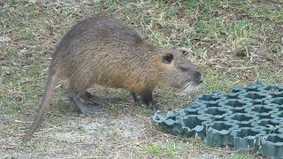 Nutria Myocastor Coypus