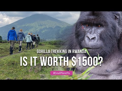 Gorilla Trekking In Rwanda S Volcanoes National Park 