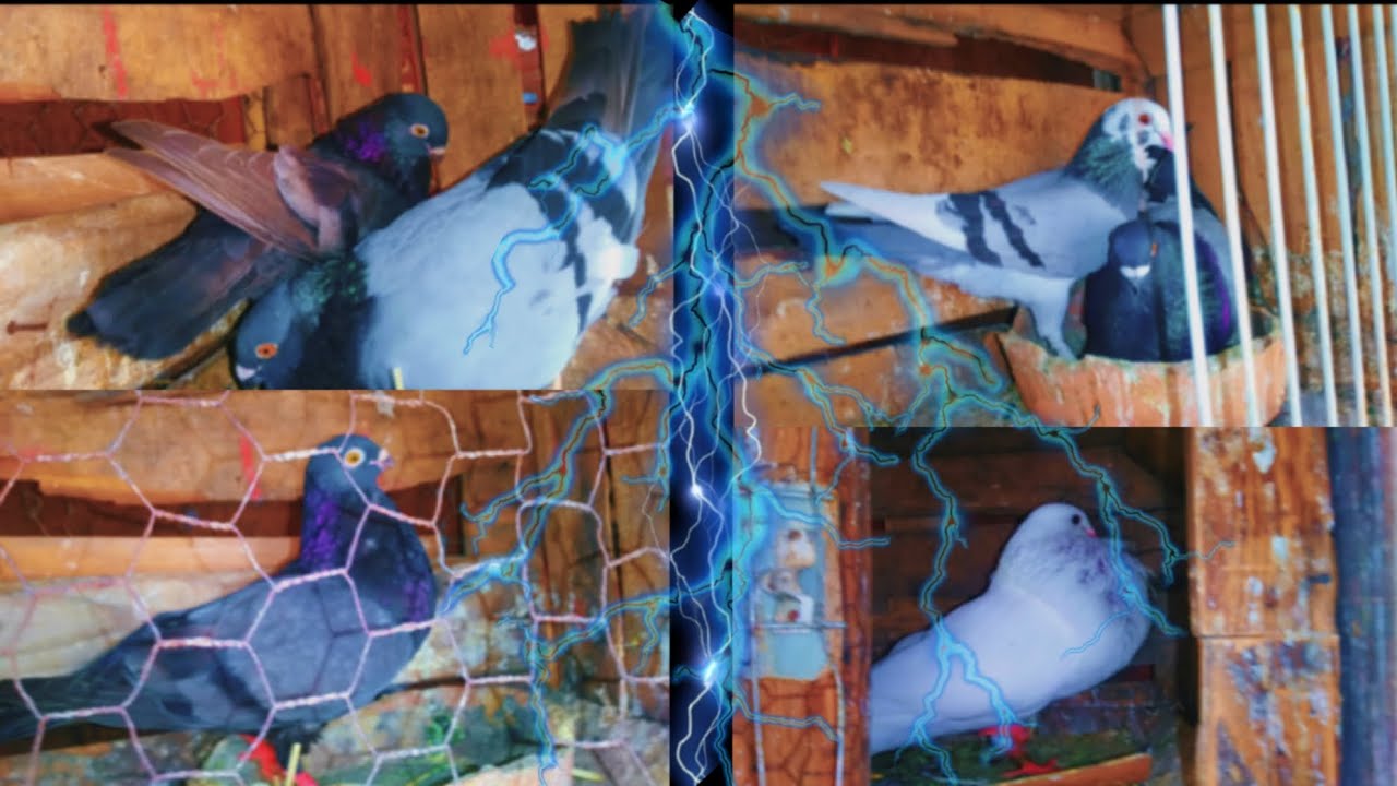 فيديو جديد:😉جبت انتى حمام 🕊السيفيانوس👊toop👍👍