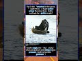 Golden eagle, the “sky’s CEO,” dives at 322km/h with 500psi talon pressu#foryou #fyp #animals #funny