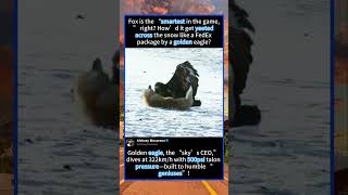 Golden eagle, the “sky’s CEO,” dives at 322km/h with 500psi talon pressu#foryou #fyp #animals #funny