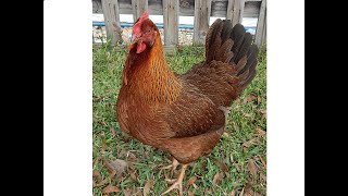 About Welsummer hens for backyard pets and flocks