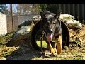 Soldiers find special bond with dogs trained for war Soldiers find special bond with dogs trained for war