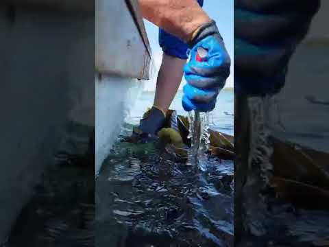 12 Pairs Rubber Latex Coated Work Gloves,Heavy Duty for Construction & Gardening