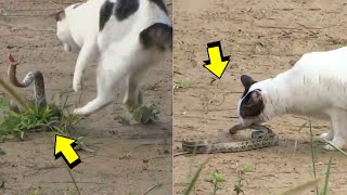 Esta serpiente se metió con el gato equivocado - Gato vs Serpiente