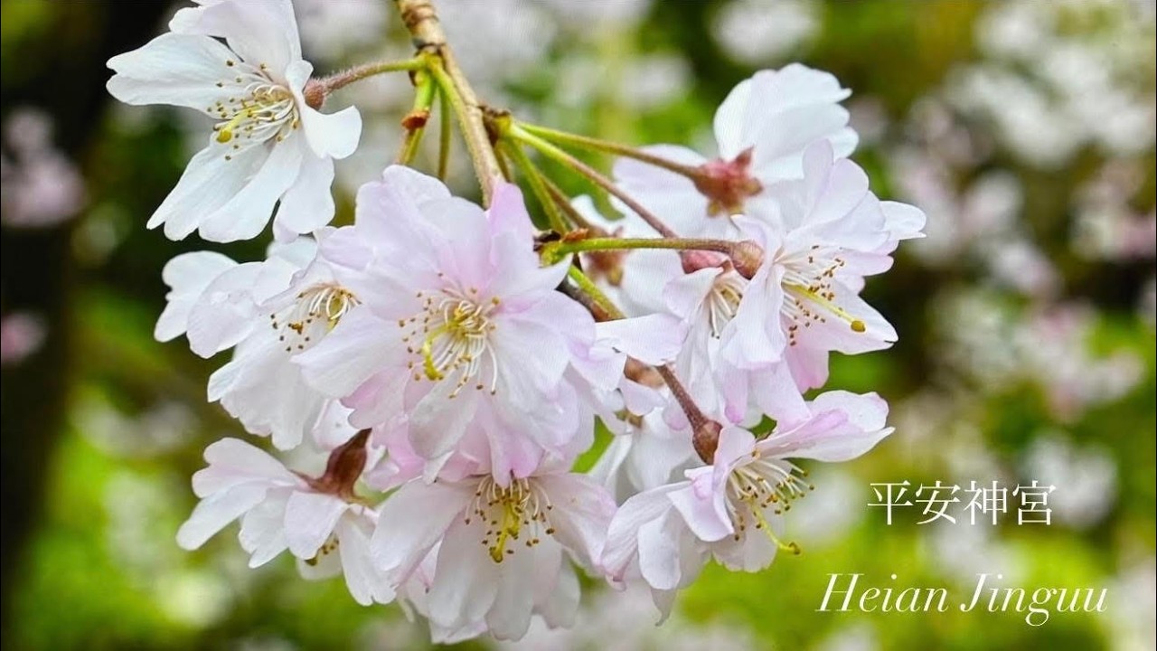 4KHD   Heian jingu  平安神宮 vol.3   2025 Apr 7