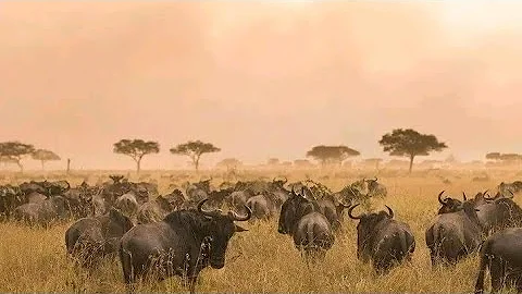 PESA OTAS❗❗❗❗