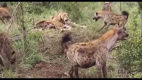 Lion Eating Buffalo But Hyenas Attack Lions and Stolen the Lion Food  Most Amazing Wild Animal Attac