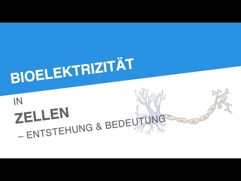 Video: Was ist Bioelektrizität in der Biologie?