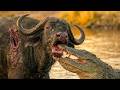 Crocodiles vs. Cape Buffaloes – Who's Stronger? (Special Episode) | Animal Documentary