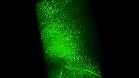 3D animation of a Mouse olfactory bulb