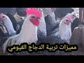 مميزات تربية الدجاج الفيومي