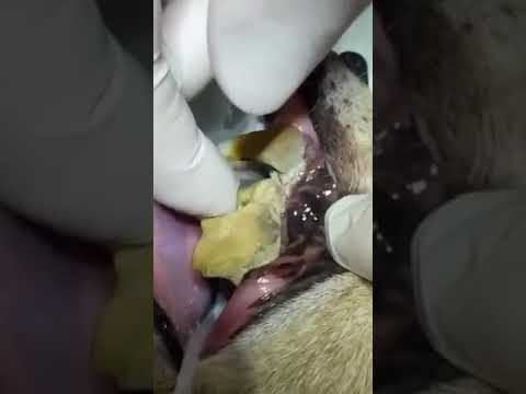 Wideo: Zaniedbywanie Zębów Psa – 5 Przerażających Konsekwencji