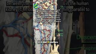 Class 11 Bio NCERT Ch16 Q11 in 60 sec | Amphioxus, Bertini &amp; Vasa Recta explained clearly #biology