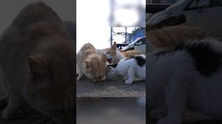 野良猫が餌を食べようとした結果…#Shorts