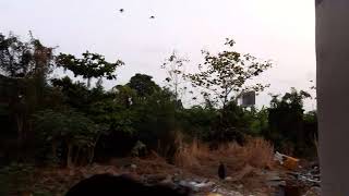 ขบวน 384 ออกอโศก กับเสียง Pielstick ของ D.4111