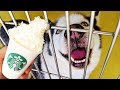 Buying 100 Puppuccinos For Homeless Dogs!