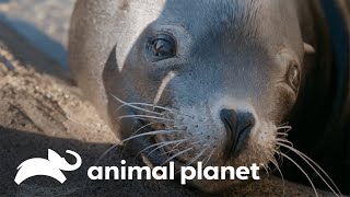 Uma foca com cataratas e um bebê coala lutando para sobreviver | A Família Irwin | Animal Planet