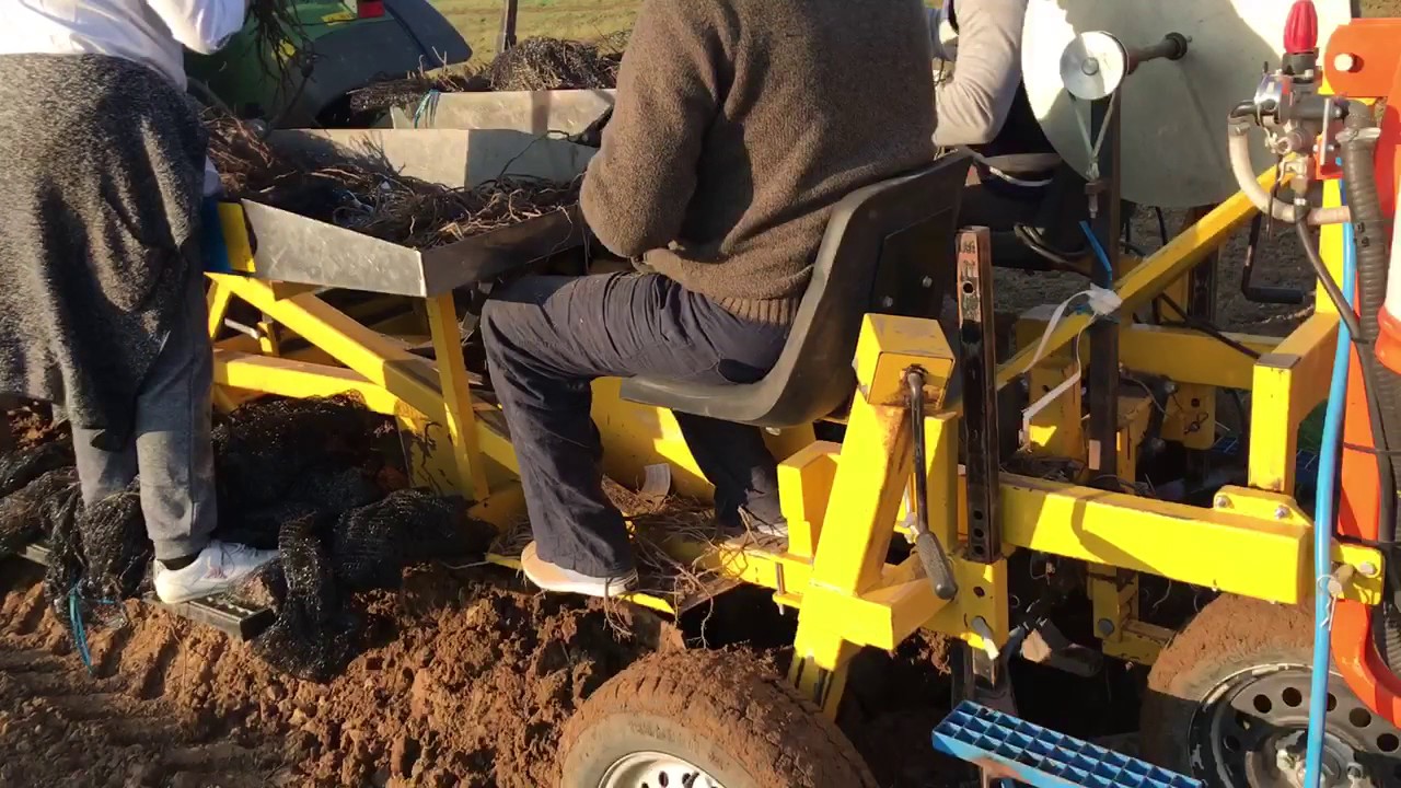 Plantation asperges biologiques