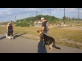 Shield K9 Advanced Off Leash Obedience Class Shield K9 Advanced Off Leash Obedience Class