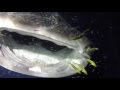 Whale Sharks in the night, Kolhumadulu Atoll, Maldiviana February 2016.