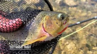 The Sluice Boxes Trifecta! Trout Fishing Belt Creek, Montana