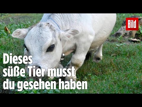 Video: Was tun, wenn der Unfallverursacher nicht versichert ist?