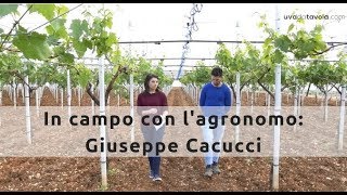 Uva da Tavola - In campo con l'agronomo: Giuseppe Cacucci - Stagione 2019 - video1