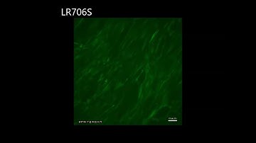 Time lapse of cells in 3D Bioprinted polymers