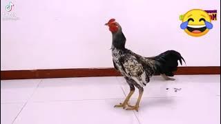 Ayam VS Monyet, Monyet nya Kena Mental 🤣🤣🤣✅