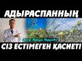 АДЫРАСПАННЫҢ СІЗ БІЛМЕЙТІН ЕМДІК ҚАСИЕТІ