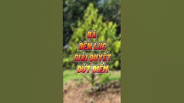 ROOTS 100 - BÍ QUYẾT KÍCH RỄ MẠNH, PHỤC HỒI CÂY NHANH CHÓNG, RA RỄ MỚI, CẢI TẠO ĐẤT - 0776.400.038