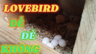 Nuôi Vẹt Lovebird Sinh Sản Có Dễ Không