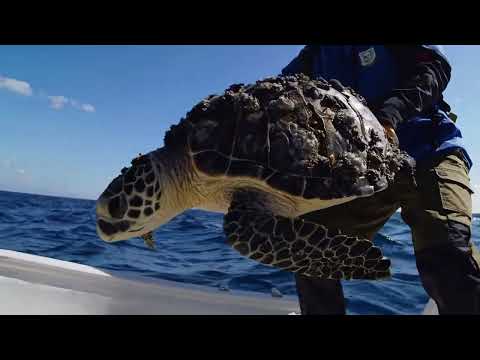 Giant Sea Turtle