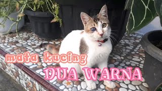 Download Lagu lagu kalaukau sukahati  ( mata kucingku dua warna MP3