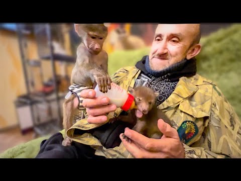 Люська КОРМИТ МАЛЫШЕЙ и думает: Папа, отнеси из откуда взял!