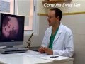 Diagnostico citologico en Veterinaria, www.consultavet.org
