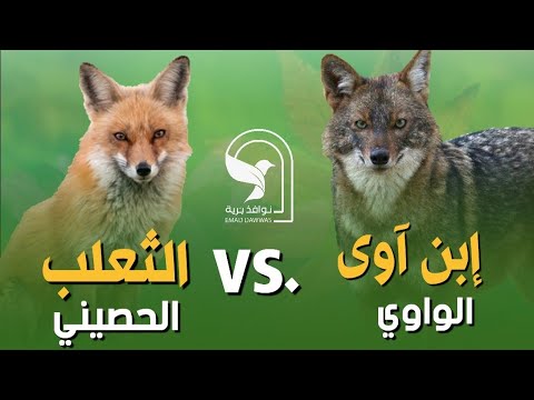ثعلب حصيني واوي ابن اوى ماهو الفرق بينها