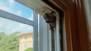 Paper Wasps Build Nest Inside the Window Information
