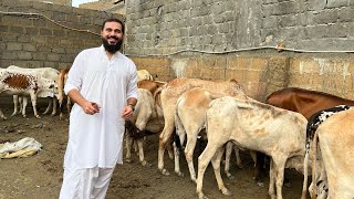 Eid first day 🐂🐐| Qurbani ki tayari | Mustafa Hanif BTS | daily vlogs