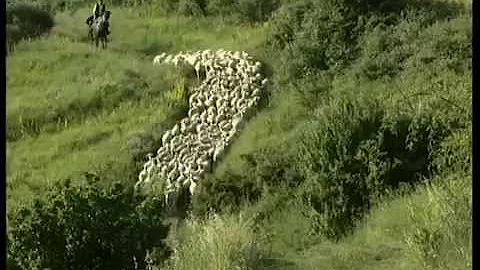 Qual è la flora e la fauna del Molise?