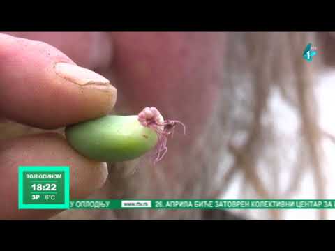 Video: Vegetativno Razmnoževanje Kaktusov: Potaknjenci, Otroci, Cepljenje
