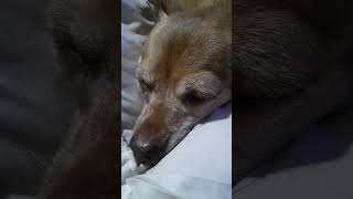 Nińa my baby snorlax #Chihuahua #Pokemon #Chonkers