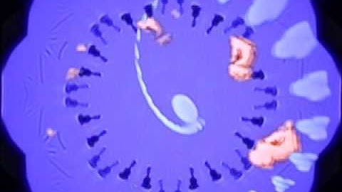 Video-Feedback Experiment