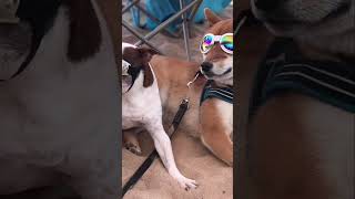 Những bài ca bất hủ #funny #haihuoc #funnyvideo #memes #vuinhon #short