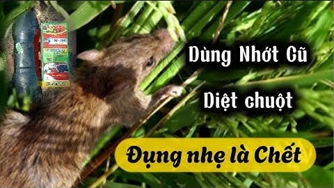 Cách diệt chuột chết nhanh nhất | Nông Dân Miền Tây.