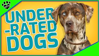 Top 7 Underrated Dog Breeds: What Are the Least Popular Dogs 101