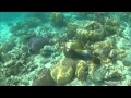 Titan Triggerfish destroying coral