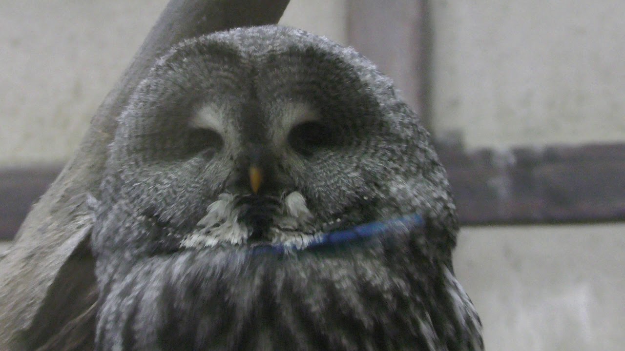 4 Great Grey Owl (Fuji Kachoen Garden Park, Shizuoka, Japan